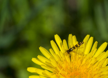 蜜蜂在黄花蒲公英花头上工作