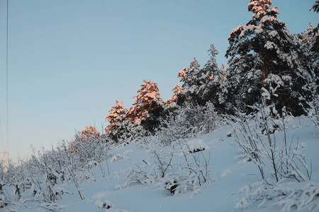 寒冷的 滑雪 冷杉 自然 风景 森林 小山 圣诞节 冬天