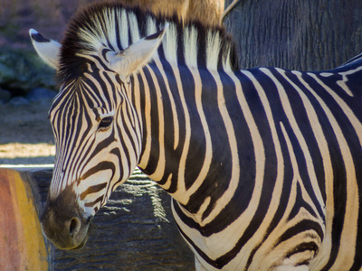 自然 动物群 草地 储备 野生动物 荒野 非洲 斑马 美丽的