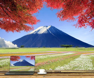 自然 花园 薄雾 天空 土地 美丽的 黄昏 植物区系 草地