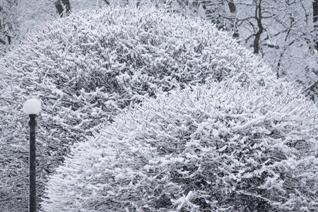 自然 风景 公园 冬天 季节 圣诞节 寒冷的 降雪 森林