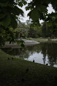 池塘 森林 公园 自然 欧洲 风景