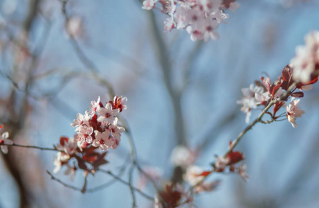 天空 花瓣 粉红色 开花 盛开 美女 自然 春天 花儿 日本