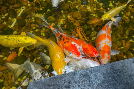 Colorful Japanese Koi fish swimming on the surface of pond 