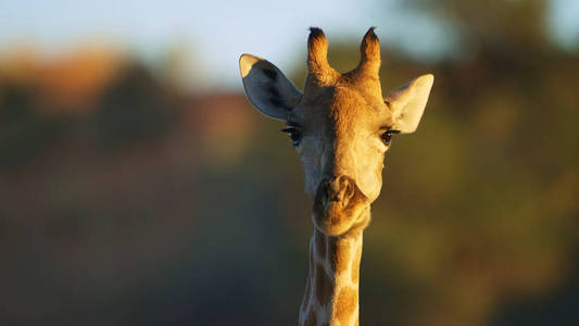荒野 动物 旅行 草地 天空 长颈鹿 游猎 哺乳动物 环境