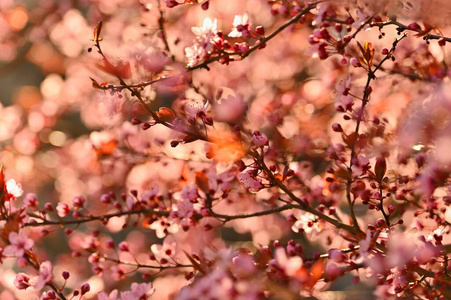分支 阳光 颜色 四月 日本人 花瓣 开花 樱桃 夏天 植物