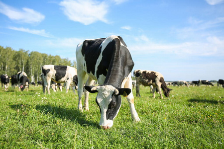 草地 动物 牲畜 农场 自然 奶牛 农业 放牧 哺乳动物