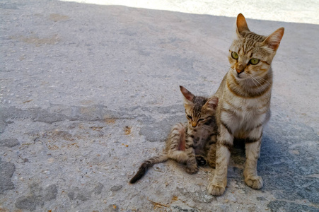 可爱的 眼睛 宠物 毛皮 肖像 动物 猫科动物 斑猫 漂亮的