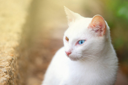 哺乳动物 肖像 毛皮 猫科动物 草坪 面对 动物 美丽的