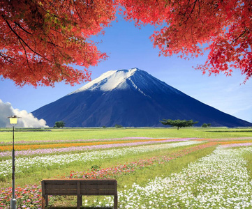 美丽的 天堂 植物 自然 颜色 花的 草地 风景 早晨 日出