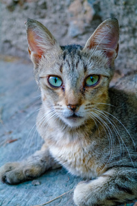 小猫 天空 肖像 毛茸茸的 斑猫 好奇心 面对 动物 头发