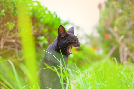 宠物 小猫 毛茸茸的 草坪 自然 漂亮的 美丽的 有趣的