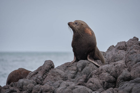 海豹 哺乳动物 海岸 野生动物 半岛 动物 达尼丁 旅行