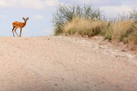 摄影 沙漠 哺乳动物 公园 非洲 动物群 肖像 斯坦贝克