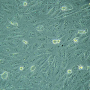 科学 微生物 细胞 显微镜 生物学 研究 感染 微生物学