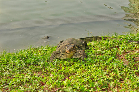 公园 泰国 皮肤 爬行动物 尼罗河 科莫多 蜥蜴 动物 野生动物
