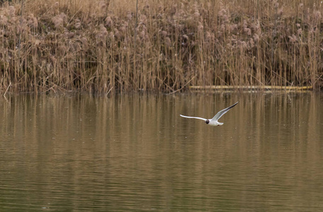 空气 自然 池塘 鸟类 自由 羽毛 天空 美丽的 野生动物