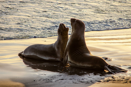 日落时,海象在海滩上搏斗.沙滩上的倒影照片