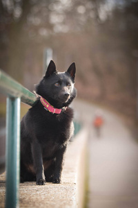 犬科动物 宠物 夏天 哺乳动物 小狗 可爱的 动物 自然