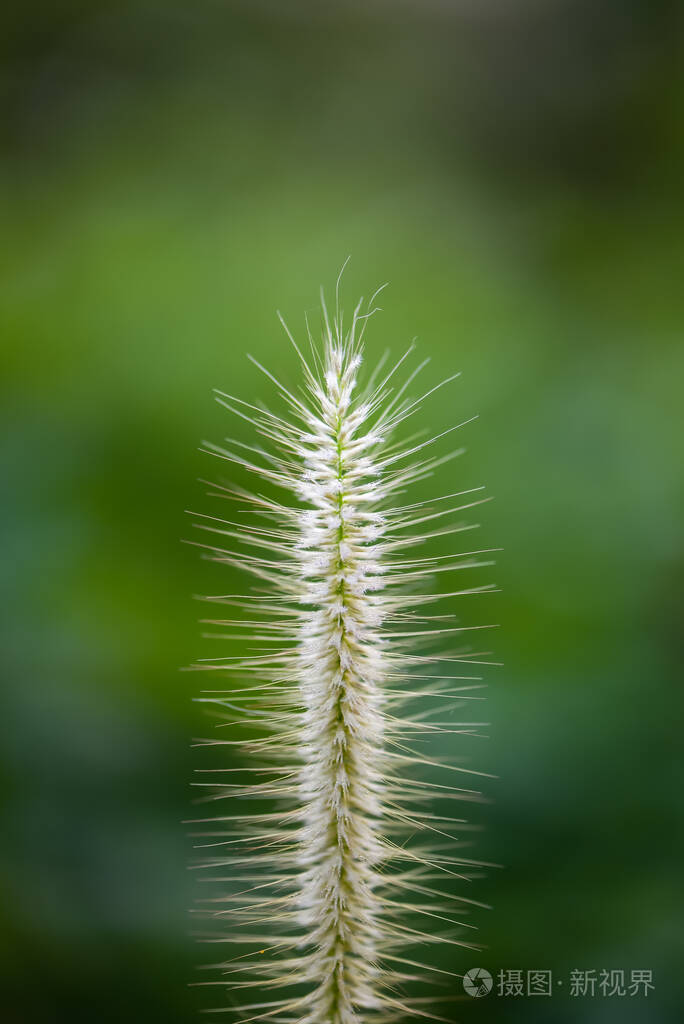 太阳 植物区系 季节 花园 早晨 领域 夏天 美丽的 农场