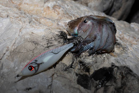 海鲜 墨鱼 美丽的 乌贼 眼睛 自然 野生动物 水下 动物