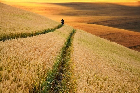 阳光 领域 小麦 秋天 农业 食物 成人 生长 耳朵 农事