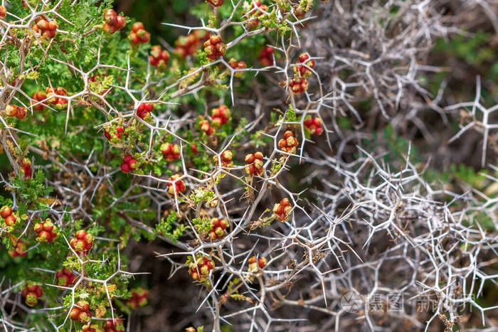 荆棘树篱特写棘肌松选择性聚焦
