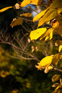 公园 植物区系 自然 植物学 美女 颜色 生长 树叶 季节