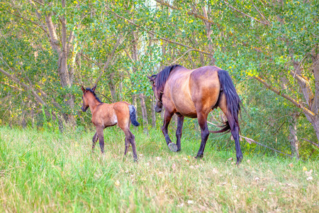 夏天 公园 大牧场 照顾 颜色 兽群 植物 风景 种马 自然