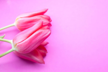 粉红色背景上美丽的粉红色郁金香。春天的背景。复制空间。闭合。选择性聚焦