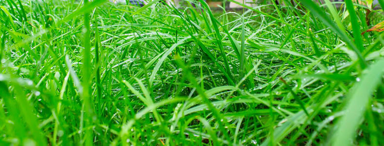 郁郁葱葱 植物区系 乡村 农场 地面 天气 领域 雨滴 花园