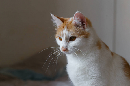 毛茸茸的 漂亮的 有趣的 面对 特写镜头 小猫 眼睛 自然