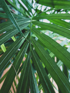 自然 槟榔 植物区系 海滩 棕榈 环境 雨林 丛林 植物