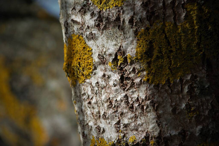 植物 古老的 树皮 木材 材料 颜色 植物区系 环境 春天