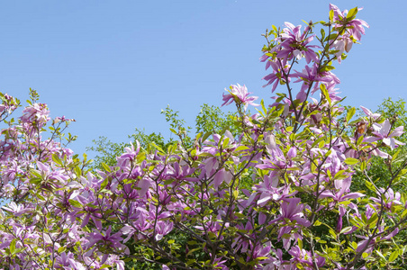 特写镜头 夏天 开花 美丽的 自然 春天 花瓣 植物学 植物