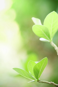 软的 春天 夏天 绿色植物 集中 生长 自然 植物学 季节