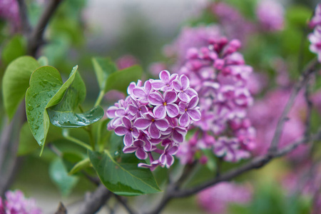 粉红色 丁香花 美女 夏天 花园 季节 花的 紫色 植物区系