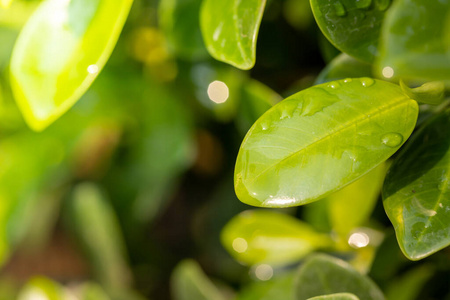 植物 生长 墙纸 树叶 自然 阳光 生态学 颜色 模糊 花园