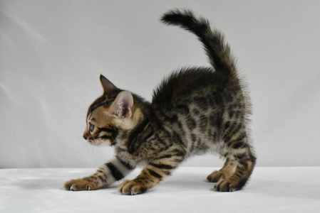 猫准备跳图片-猫准备跳素材-猫准备跳插画-摄图新视界