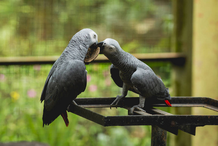 鹦鹉争食。动物园，热带保护区。