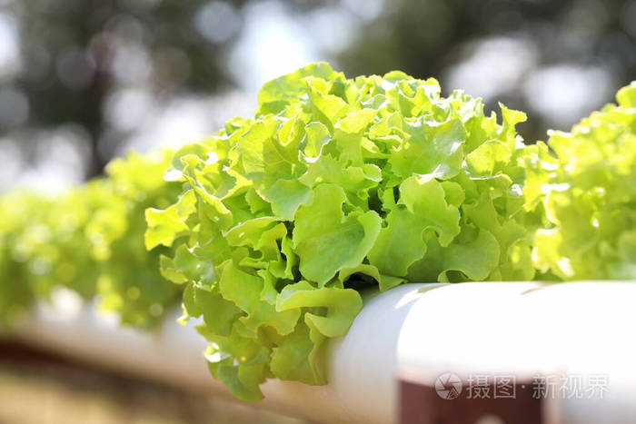 水力 农场 沙拉 收获 环境 植物 纤维 蔬菜 亚洲 生态学