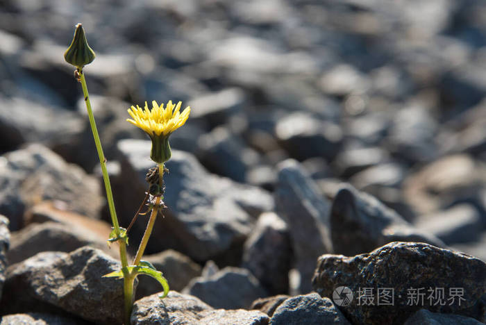 这种绿色的植物在岩石上生长.概念.恢复,意志力.