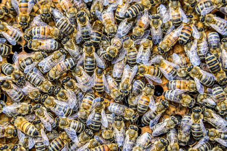 蜜蜂蜂巢蜡架，成百上千的蜜蜂在工作