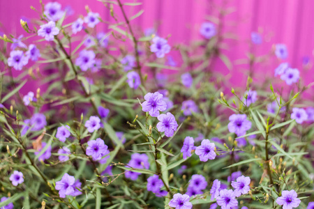 紫罗兰 开花 花的 粉红色 自然 植物 花瓣 夏天 生长