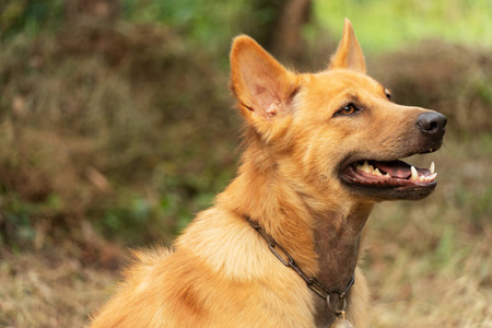 哺乳动物 朋友 宠物 犬科动物 夏天 可爱极了 少年 繁殖