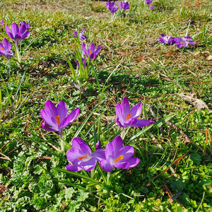 花园 自然 特写镜头 番红花 盛开 公园 紫色 春天