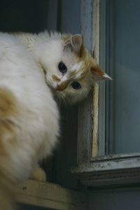 肖像 宠物 哺乳动物 猫科动物 西伯利亚 宝贝 毛皮 可爱极了
