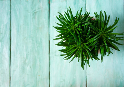 室内植物 花的 房子 植物 植物学 美丽的 居住 自然 桌子