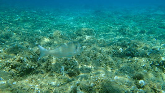 浮潜 海底 水下 潜水