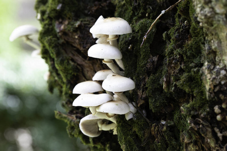 蘑菇 风景 植物学 食物 自然 绿色植物 苔藓 树皮 素食主义者